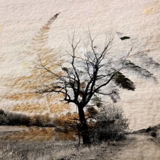 A lone tree rises amid a barren winter landscape in Auvergne, France. The stark branches create a