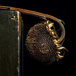 A dried sunflower with dark seeds and brown petals leans against a weathered surface. The contrast