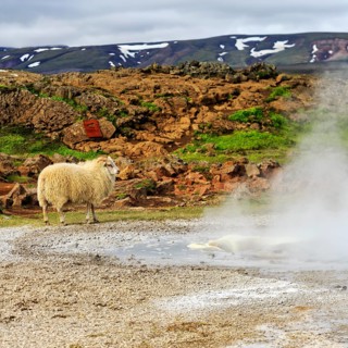 Free-range sheep, sulphur vapour, Hveravellir geothermal area, Icelandic highlands, Suðurland,