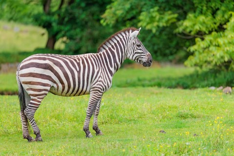 A Grant's zebra (Equus quagga boehmi) stands in a green meadow. Kenya