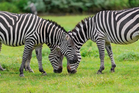 Three Grant's zebras (Equus quagga boehmi) graze head to head in a green meadow. Kenya