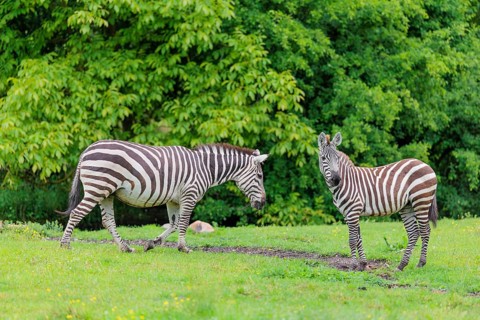 Two Grant's zebras (Equus quagga boehmi) walk across a green meadow. Kenya