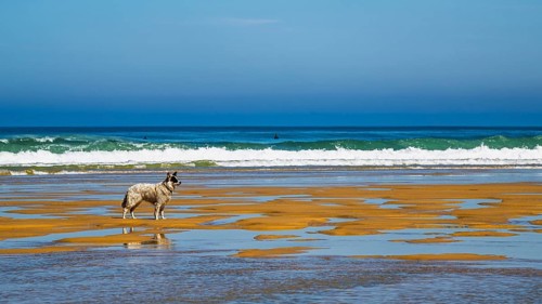 Dog on Contis beach, Saint Julien en Born, Saint-Julien-en-Born, Landes, France