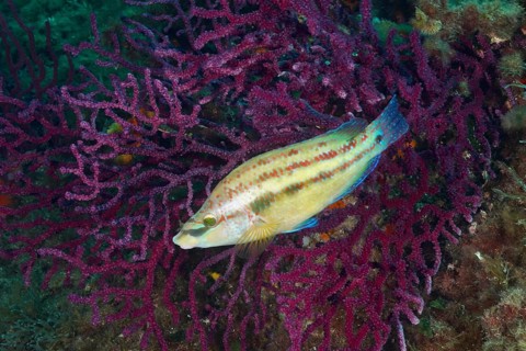 Peacock wrasse (Symphodus tinca) swimming in front of a bright purple Violescent sea-whip