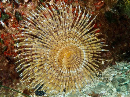 Beige screw scabbard (Sabella spallanzanii) in radial pattern on the seabed in the Mediterranean