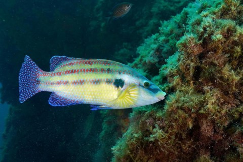 Fish with blue and yellow scales, peacock wrasse (Symphodus tinca), swimming near aquatic plants in