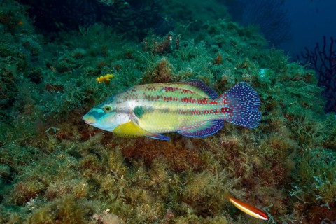 Colourful peacock wrasse (Symphodus tinca) with patterned scales swimming over a densely overgrown