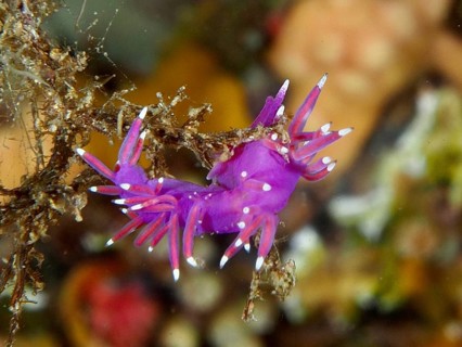 Small bright reddish-purple Edmundsella pedata in front of a coral-like substrate in the