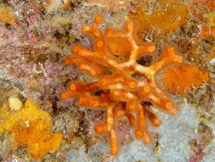 Orange-coloured teardrop coral (Myriapora truncata) with a striking structure on a diverse reef in