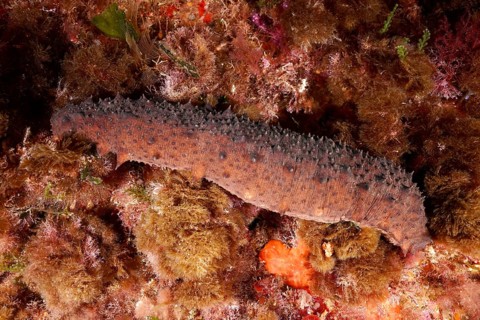 A brown sea cucumber, Isostichopus badionotus (Holothuria forskali), crawls over a reef in the