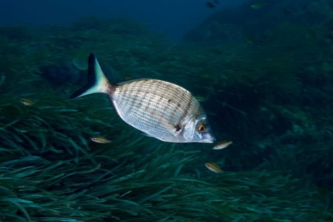Silver fish, Pinniped (Diplodus puntazzo), in an underwater environment of seaweed, surrounded by
