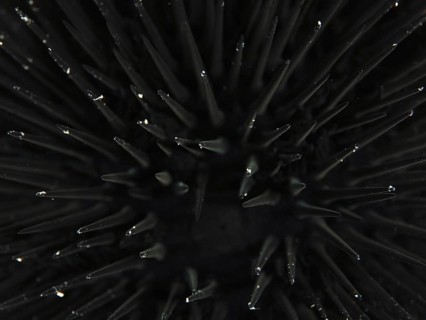 Close-up of the spines of an Arbacia lixula in the Mediterranean Sea near Hyères, dive site Giens