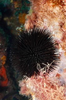 Arbacia lixula (Arbacia lixula) on a wall with spiny textures in the Mediterranean Sea near Hyères,