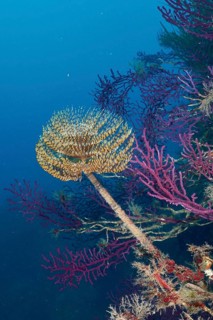 Screwfish (Sabella spallanzanii) between purple Violescent sea-whips (Paramuricea clavata) in the