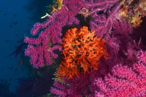 Colourful Mediterranean: An orange spiny sponge (Acanthella acuta) grows on a Violescent sea-whip
