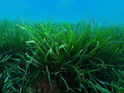 Densely growing green seagrass, Neptune grass (Posidonia oceanica), covers the seabed in the