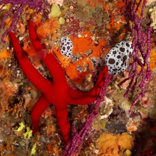 An orange starfish (Hacelia attenuata) lies on a colourful reef full of life in the Mediterranean