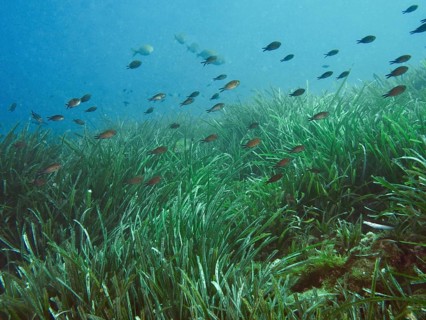 Small fish swimming above a dense field of seagrass, Neptune grass (Posidonia oceanica), underwater
