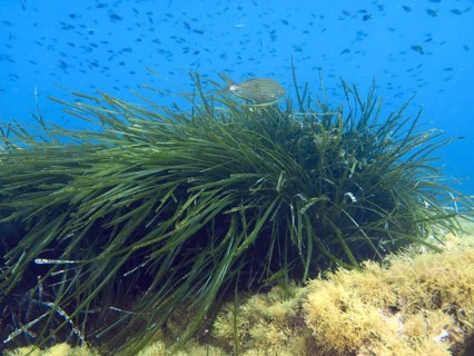 A fish swims over dense seagrass, Neptune grass (Posidonia oceanica), on the bottom in the