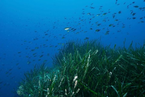 A school of fish swimming over Neptune grass (Posidonia oceanica), sea grass, in the blue