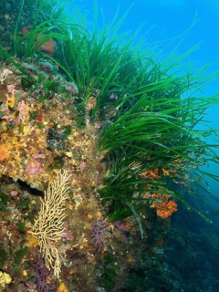 A colourful mixture of gorgonians, Neptune grass (Posidonia oceanica), seagrass and algae grows on