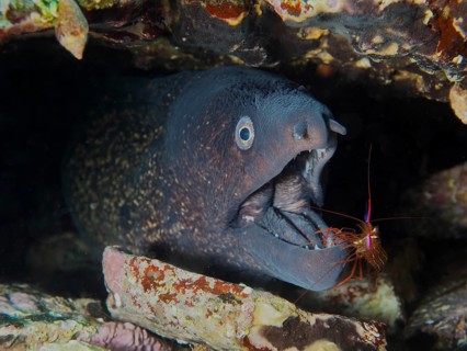 A Mediterranean moray eel (Muraena helena) with its mouth open being groomed by a Mediterranean