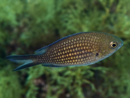 A monkfish (Chromis chromis) with scaly skin swims in the water against a green background in the