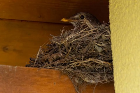 Female blackbird (Turdus merula) sitting in a nest of twigs under a wooden ledge, Ternitz, Lower