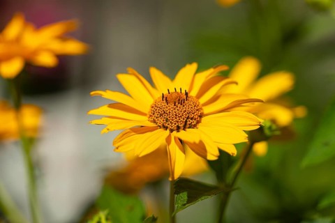 Sun eye (Heliopsis) close-up with detailed petals, Neunkirchen, Lower Austria, Austria