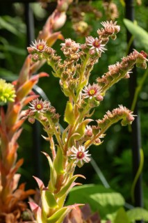 Flowering houseleek (Sempervivum) in natural surroundings, Neunkirchen, Lower Austria, Austria