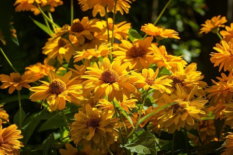 Bright yellow flowers, sun eye (Heliopsis) shine in the sunshine in the summer garden, Neunkirchen,