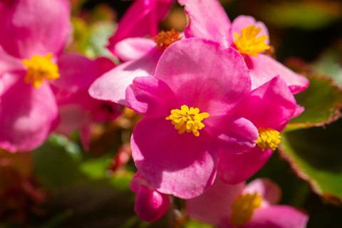 Close-up of vivid pink begonia flowers (Begonia), Neunkirchen, Lower Austria, Austria