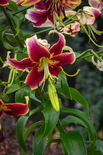 Magnificently coloured flowers of the Turk's cap (Lilium martagon), Neunkirchen, Lower Austria,