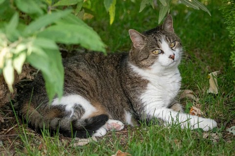 Cat (Felis Catus) lying relaxed in the grass under shady bushes, Ternitz, Lower Austria, Austria