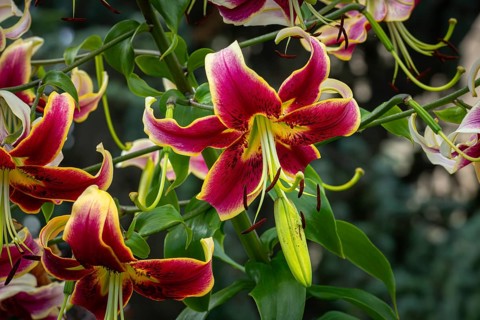 Magnificently coloured flowers of the Turk's cap (Lilium martagon), Neunkirchen, Lower Austria,
