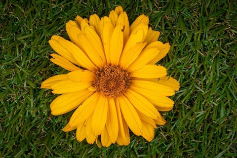 A single yellow flower of the heliopsis with detailed petals on a grassy area