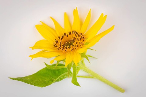 A yellow sunflower (Helianthus annuus) with green leaves on a white background