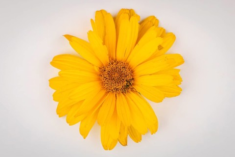 A single yellow flower of the heliopsis with detailed petals on a light-coloured background,