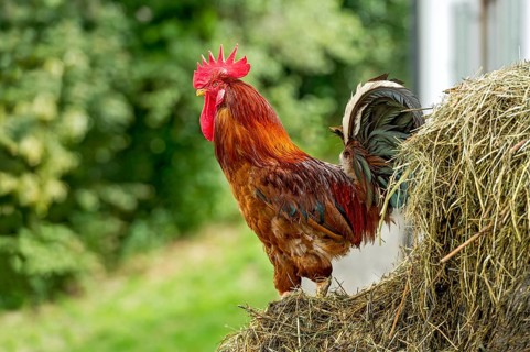Rooster on the dung heap, male domestic fowl (Gallus gallus domesticus), bright red comb, farm in