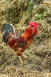Rooster on the dung heap, male domestic fowl (Gallus gallus domesticus), bright red comb, farm in
