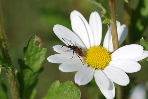 Fairy-ring longhorn beetle (Pseudovadonia livida), insect, daisy, macro, garden, coloured, Germany