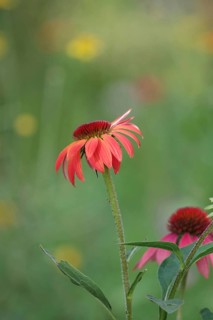 Purple coneflower (Echinacea purpurea), flowering, red-purple, colourful, garden, Germany