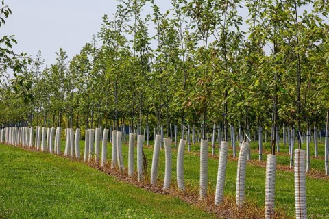 Shelbyville, Michigan - Trees growing at Winding Creek Nursery in west Michigan. The company grows