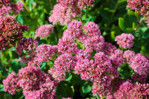 Stonecrop (Sedum), wall pepper, pink flowers, flowers, plants, Oberuhldingen district,