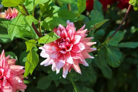 Dahlias (Dahlia), pink blossoms, flowers, plants, Oberuhldingen district, Uhldingen-Mühlhofen