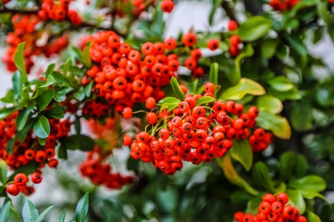 Firethorn (Pyracantha), shrub, plants, orange-coloured berries, Oberuhldingen district,