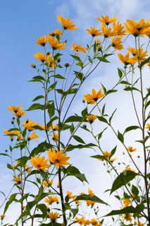 Jerusalem artichoke (Helianthus tuberosus), yellow blossom, flowers, plants, Oberuhldingen