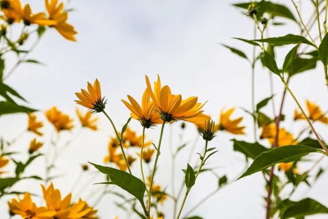 Jerusalem artichoke (Helianthus tuberosus), yellow blossom, flowers, plants, Oberuhldingen