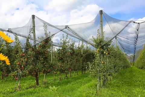 Fruit trees, apple trees, pear trees, bird protection, bird protection nets, agriculture, fruit