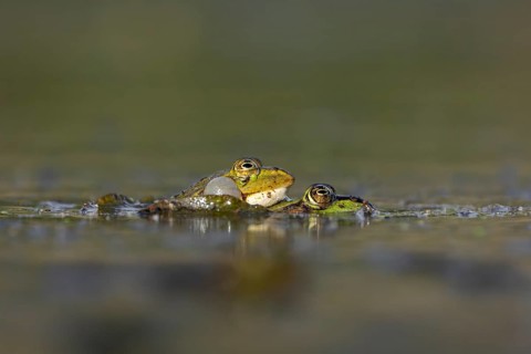 Even when mating and laying eggs, the male water frog (Pelophylax kl. esculentus) can't stop